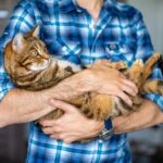 Cat Breeder Byron Choosing the Right Breeder