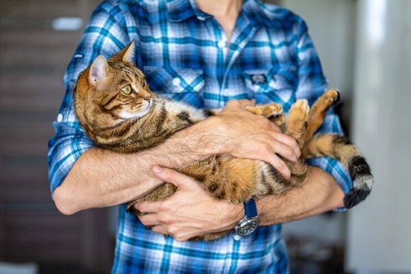 Cat Breeder Byron Choosing the Right Breeder