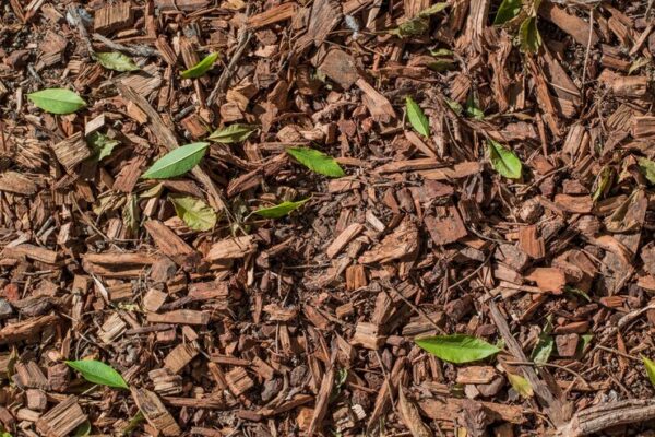 What is Cedar Mulch Benefits, Uses