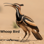 The Enigmatic Egyptian Whoop Bird