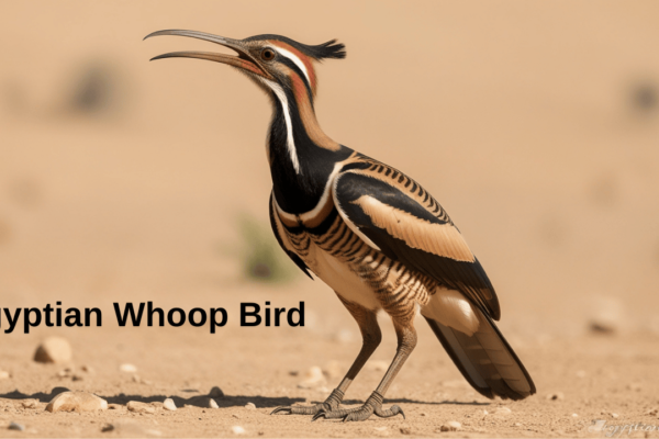 The Enigmatic Egyptian Whoop Bird