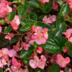 Begonia Mallacoota: A Botanical Wonder in Coastal Australia