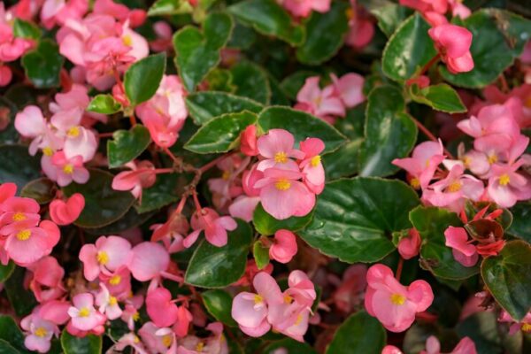 Begonia Mallacoota: A Botanical Wonder in Coastal Australia